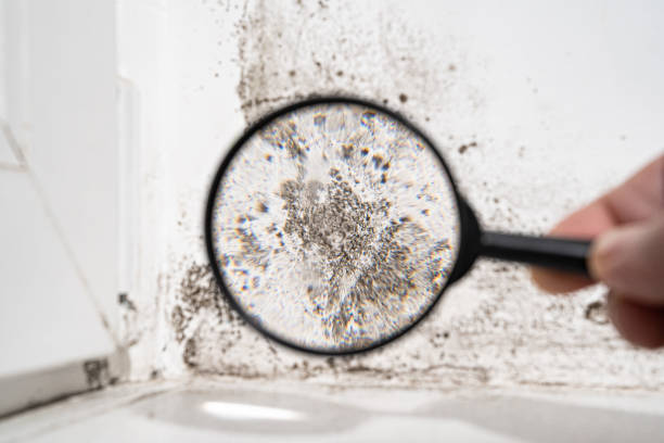 Reliable Lorenzo, TX Mold Remediation Solutions